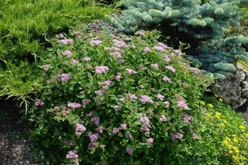 Japanese meadowsweet in bloom in the garden