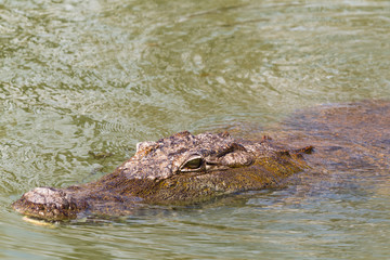 In search of prey. Nile crocodile. Lake Baringo, Kenya.