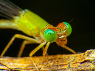 Extreme macro shot eye of Zygoptera dragonfly in wild. Close up detail of eye dragonfly is very small. Dragonfly on yellow leave. Selective focus.
