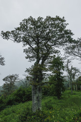 tree at shenandoah national park