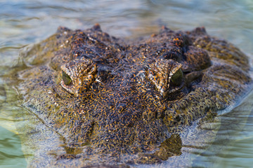 Head of a large Nile crocodile. Kenya. Baringo lake.