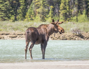 Moose 3