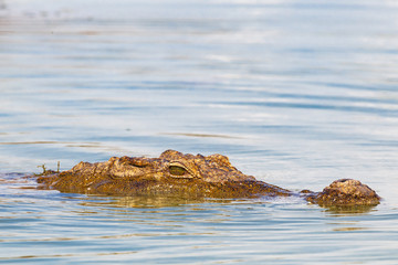 In search of prey. Crocodile. Lake Baringo, Kenya.