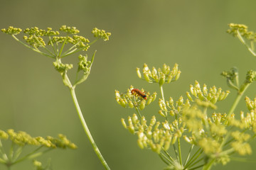 Soft-beetle on a blade of grass in front of a green background