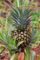 Obraz premium Pineapple