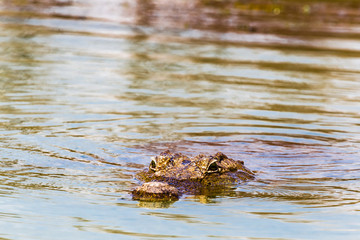 A floating Nile crocodile. Lake Baringo, Kenya. Africa