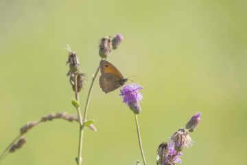 Maniola jurtina on the blossom of a thistle plant