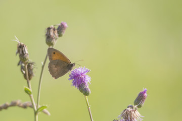 Maniola jurtina on the blossom of a thistle plant