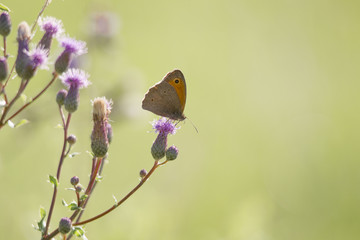 Maniola jurtina on the blossom of a thistle plant