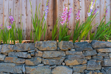 Gladiolus Flowers along backyard Garden Fence
