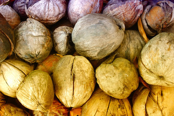 New plant grow from old coconut, dry coconut