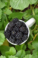 Ripe juicy fresh blackberries in a white cup in the garden in the summer