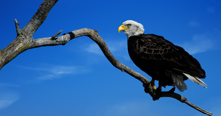 Beautiful bald eagle portrait