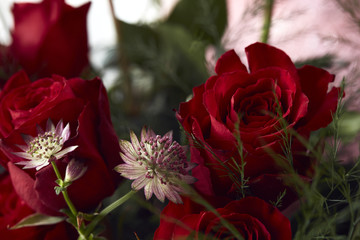 Close up of roses