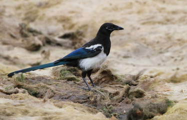 Magpie searching for food