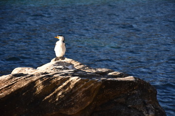 The Little Pied Cormorant. Little Shag or Kawaupaka (Microcarbo melanoleucos) is a common...