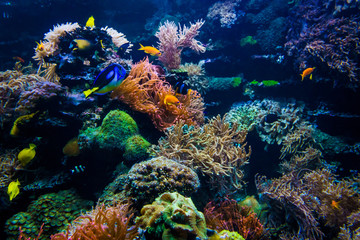 Colorful coral reef with fish and stone