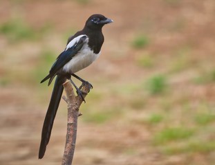 Magpie on a branch