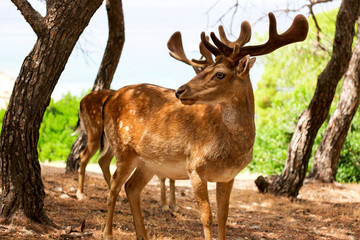 Sika deer or Cervus nippon on Moni island reserve in Greece