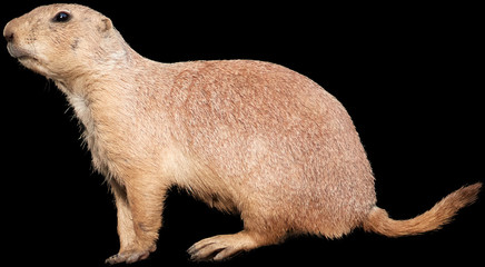 Isolated on black background, Black-tailed prairie dog, Cynomys ludovicianus, rodent of Great...