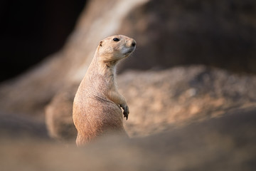 Black-tailed prairie dog, Cynomys ludovicianus. Rodent, guardian of a colony on a rock, observing...