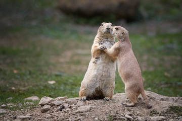 Two animals,  Black-tailed prairie dog, Cynomys ludovicianus, rodent of Great plains of North...