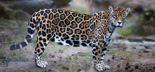Foto op Plexiglas Side view on Jaguar, Panthera onca, the biggest cat in South America, gazing directly at camera  against blurred rocky background. © Martin Mecnarowski