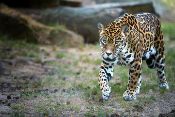 Jaguar, Panthera onca, the biggest cat in South America, walking directly at camera  against blurred rocky background.
