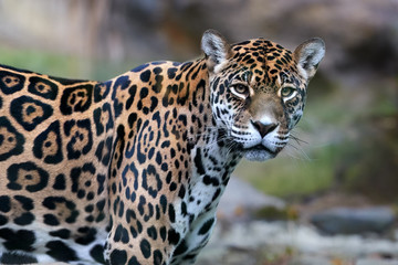 Close up portrait of Jaguar, Panthera onca, the biggest cat in South America, gazing directly at camera. 