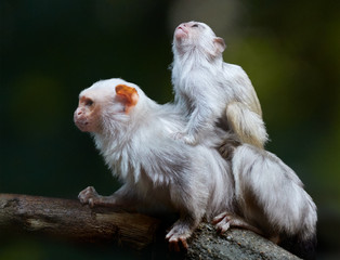 Silvery marmoset, Mico argentatus, small amazonian monkey, male with juvenile on its back, lives in...