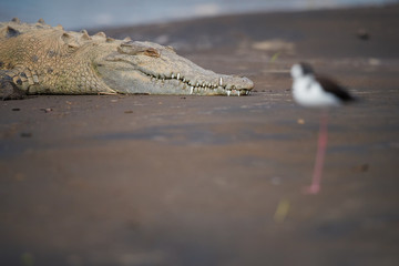Close up portrait of an American Crocodile, Crocodylus acutus relaxing on the sandy bank of Rio Tarcoles river. Head of crocodile over blurred Black-winged stilt. Tarcoles river, Costa Rica. 