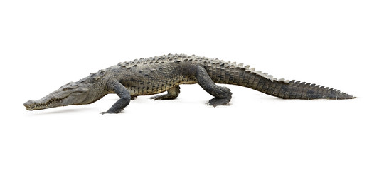 Isolated on white background, American Crocodile, Crocodylus acutus walking on the sandy beach. Crocodile in its natural environment. Tarcoles river, Costa Rica. 