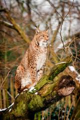 Lynx, Eurasian wild cat