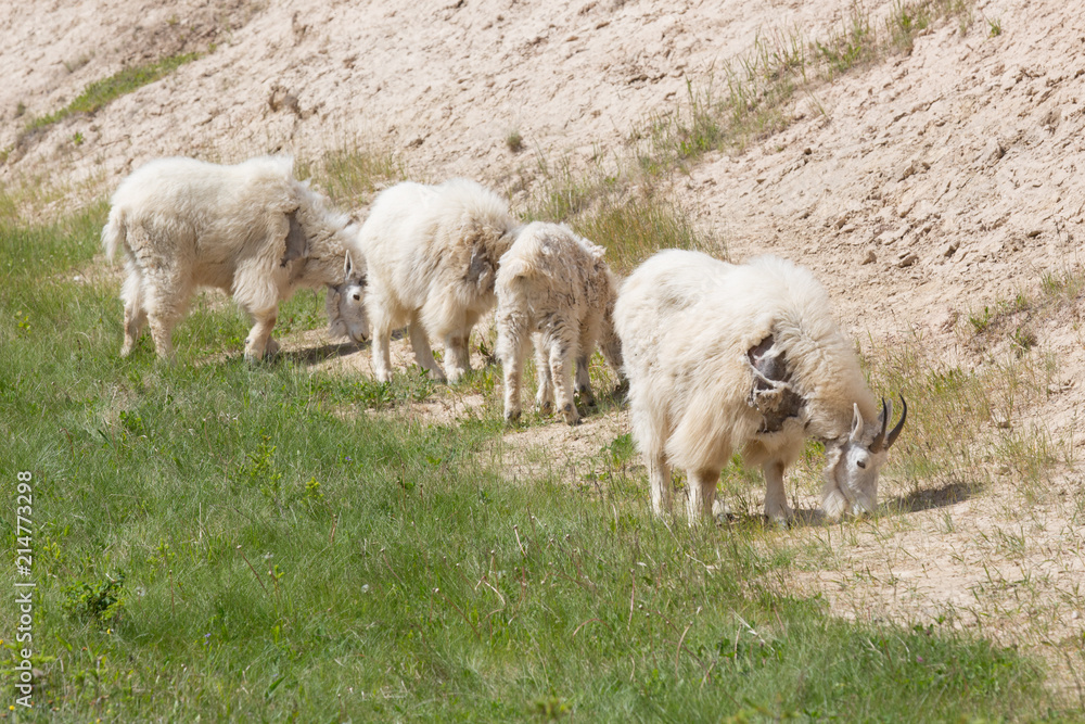 Wall mural mountain goats 1