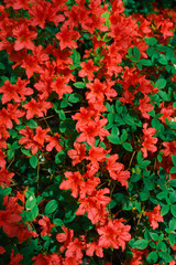 Red azalea bush in the garden