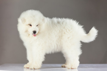 Samoyed puppy dog.