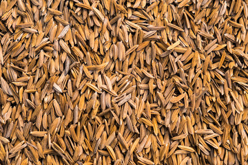 Old paddy rice on the floor, preparation for store into silo.