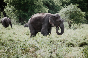 Elephants in a National Park from Sri Lanka