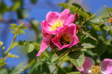 Pink wildflower 