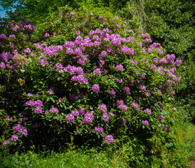 beautiful english pink wild spring shrub flowers of azalea