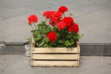 Blumenkasten mit roten Gernaien