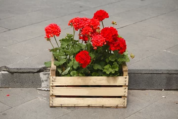 Foto auf Leinwand Blumenkasten mit roten Gernaien © detailfoto