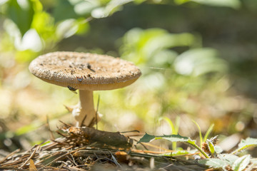 Parasol Mushroom, macrolepiota procera, in the forest. Magic background with mushroom in forest