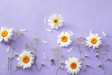 Beautiful chamomile flowers on color background
