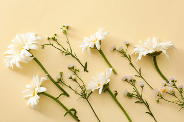 Fototapeta na wymiar Beautiful chamomile flowers on color background