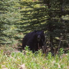 Obraz na płótnie Canvas black bear 1