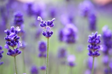 Violet lavender blooming fields in furano, hokaido, japan.Closeup focus ,flowers background.