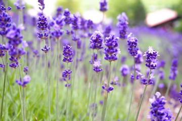 Violet lavender blooming fields in furano, hokaido, japan.Closeup focus ,flowers background.