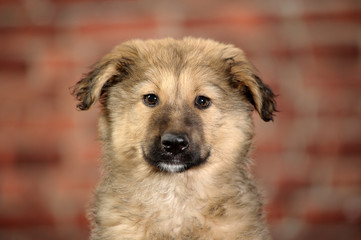 cute brown puppy on a brick wall background