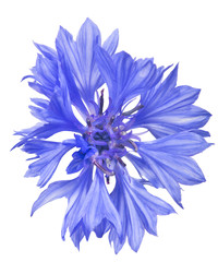 bright blue cornflower single bloom